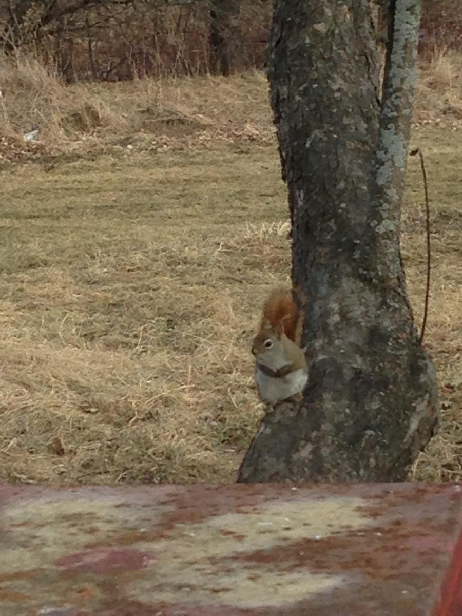 Red Squirrel patiently waiting for a turn at the bird feeder