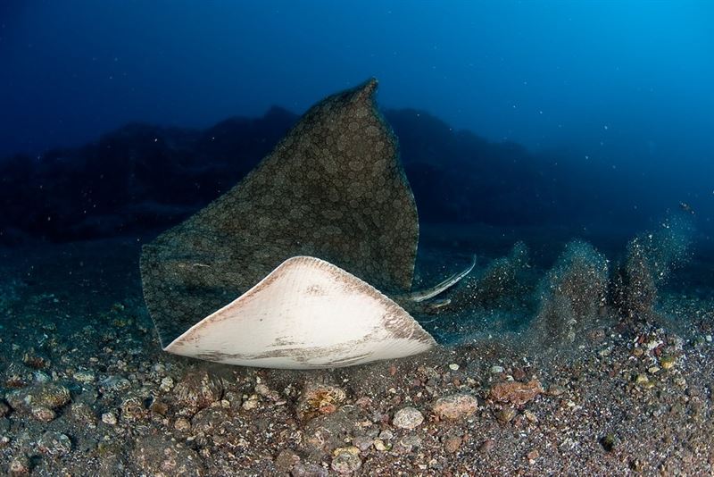 oceanfdn's tweet photo. #News: 22 shark & ray species added to scope of global agreement #SharksMOS2 https://t.co/SgVHyyDYUn @SharkAdvocates https://t.co/Zi7CdNdLzI