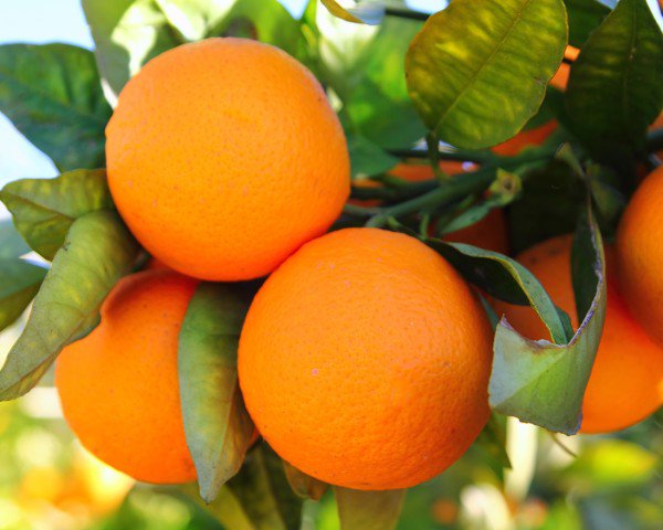HairSkinRemedy's tweet photo. Want to make your #skin_glowing &amp; #fair then you should try these fruits https://t.co/fWOL3vZCab https://t.co/qgxYlekNPD