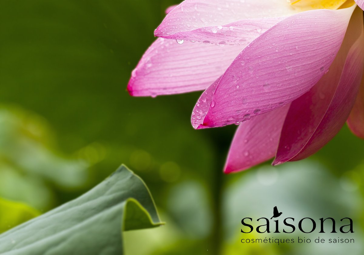 SaisonaF's tweet photo. #Saisona vous souhaite une bonne semaine et pour rester #ZEN on vous partage une superbe fleur de Lotus :) https://t.co/7bDMCzIqfk