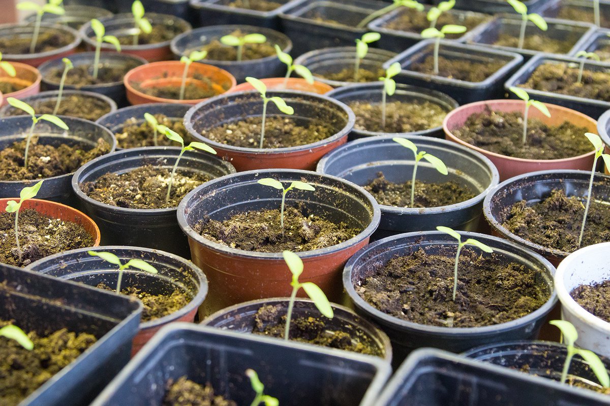 Tā šobrīd izskatās mūsu Kuldīgas saimniecībā - sākam gaidīt jauno tomātu ražu.