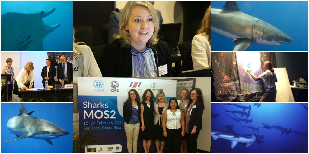 padiaware's tweet photo. Countries agree on actions to protect sharks https://t.co/mNRyfkDtwL #SharksMOS2 #SharksMOU #Time4Sharks https://t.co/72nBnLXaPQ