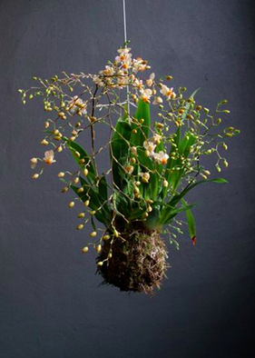 Green fingers at the ready <a href="/geo_fleur/">John Joe James</a> is here tonight to teach you 1 or 2 things about #Kokedama!