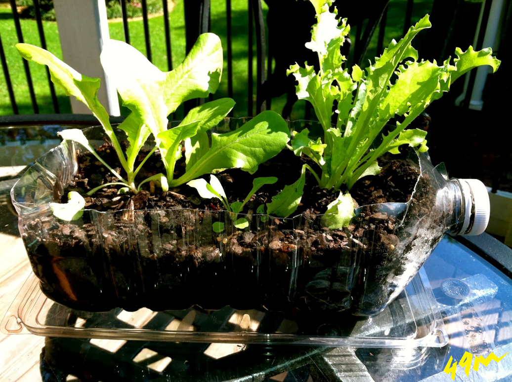 49m_Co_Za's tweet photo. "Reuse, Recycle &amp; Grow" using plastic bottles as pot plants! 😃  https://t.co/cdZfSHnNnL #ChooseGreen #ChooseDay 🌳🌳 https://t.co/XXKi7g8tiy