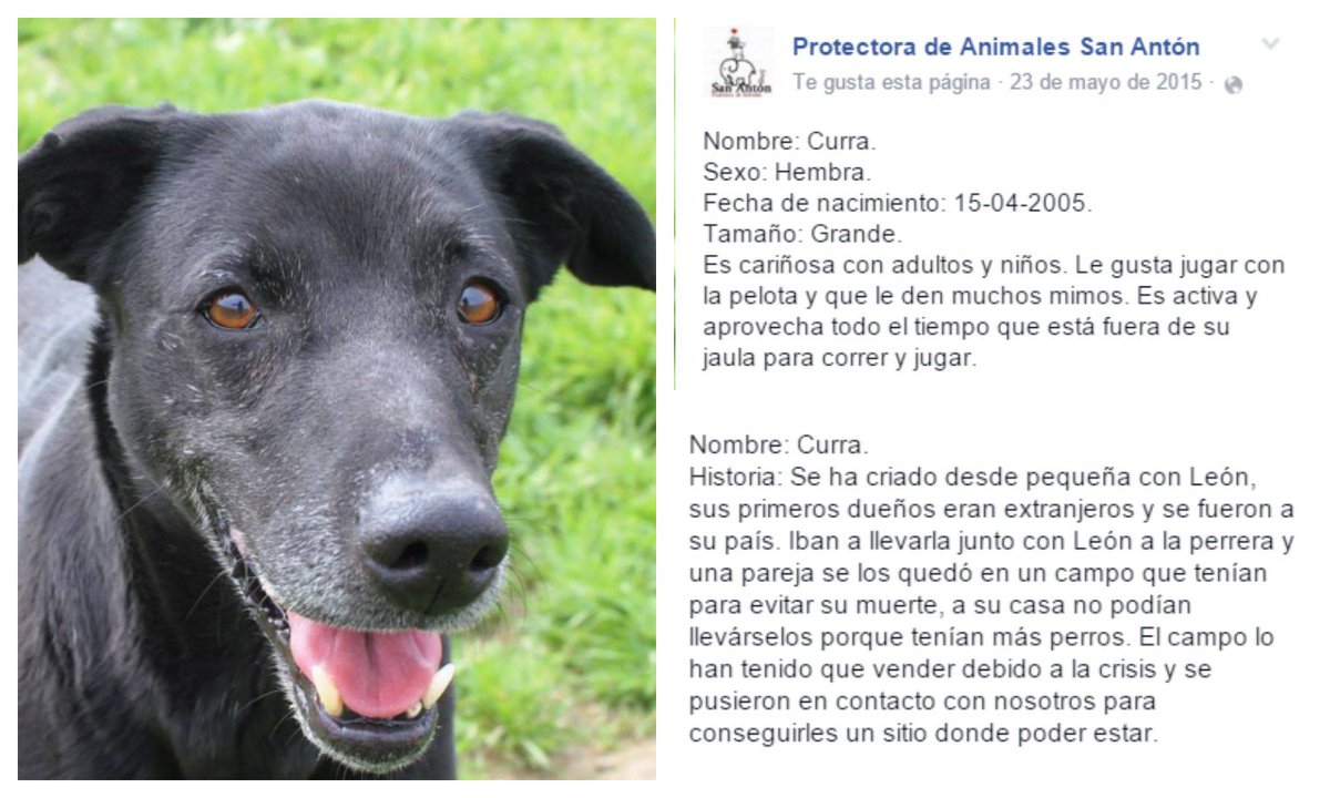 Protectora San Antón tweet media