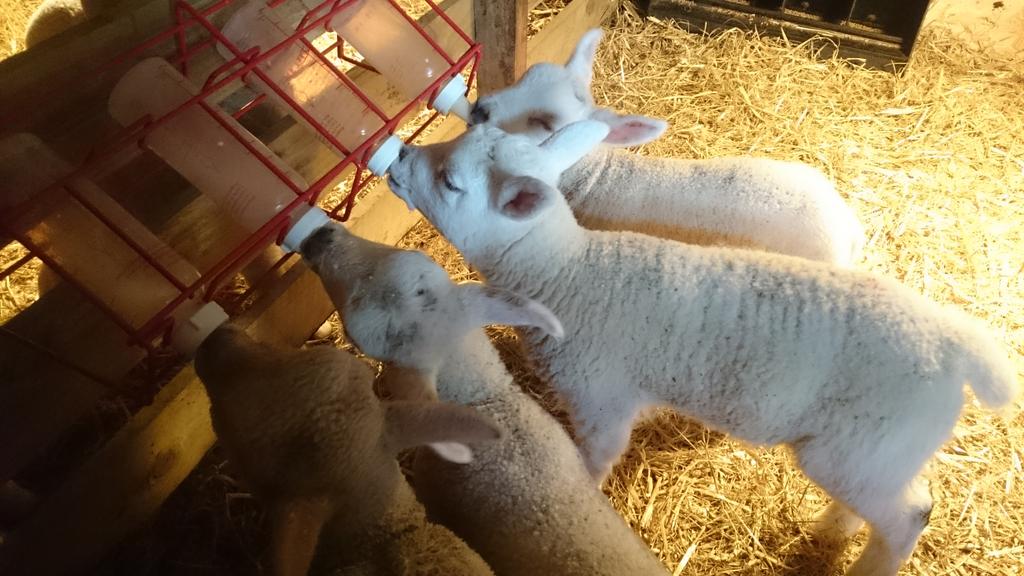 Lamb feeding <a href="/ScottysDonkeys/">Scotty's Donkeys</a> come and say hello to this lot!