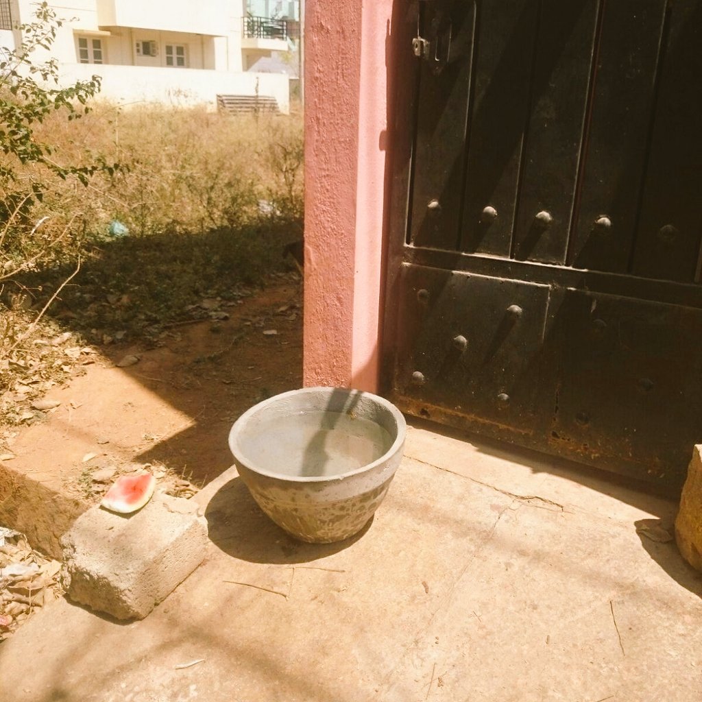 RJPREETHI's tweet photo. Hello!! SUMMER ALERT!!.Place a water bowl outside ur house 4 birds n animals.I have done my bit! Spread the word. https://t.co/IEP2HNQG8X