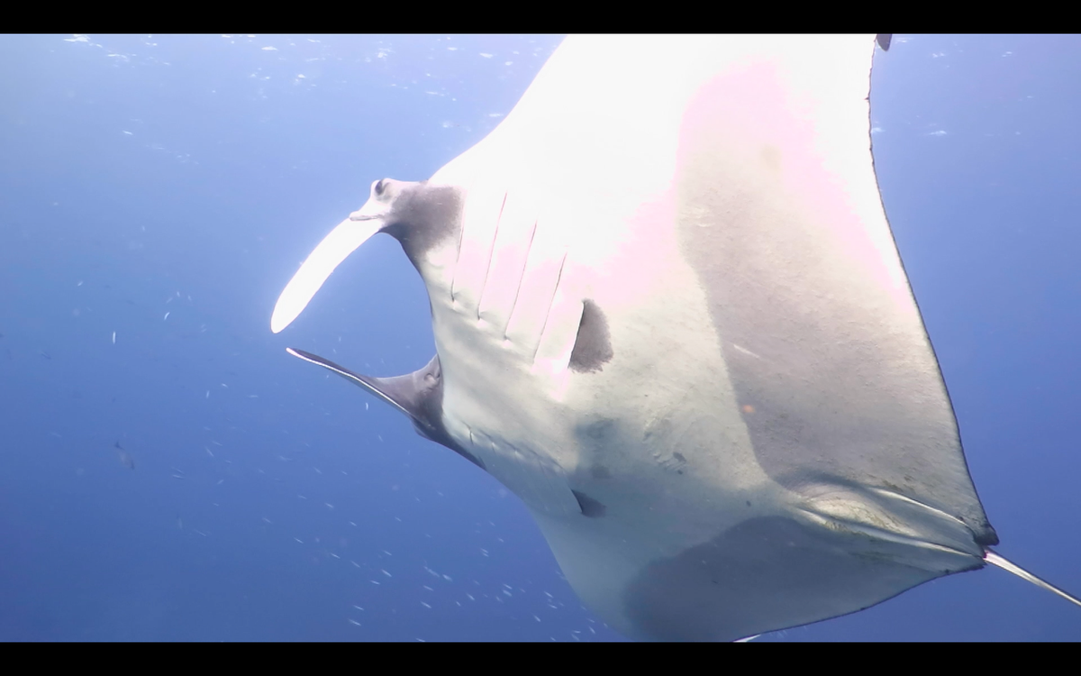 WhiteManta1's tweet photo. Manta Magic in the Similans right now! We added four new Manta to Thailand @MantaTrust database last trip! https://t.co/TmO5G7BjGb