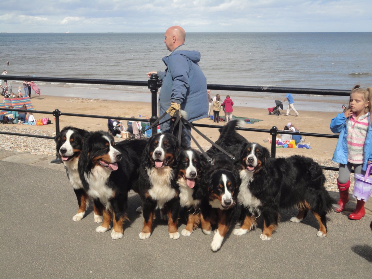 pedigree bernese mountain dog