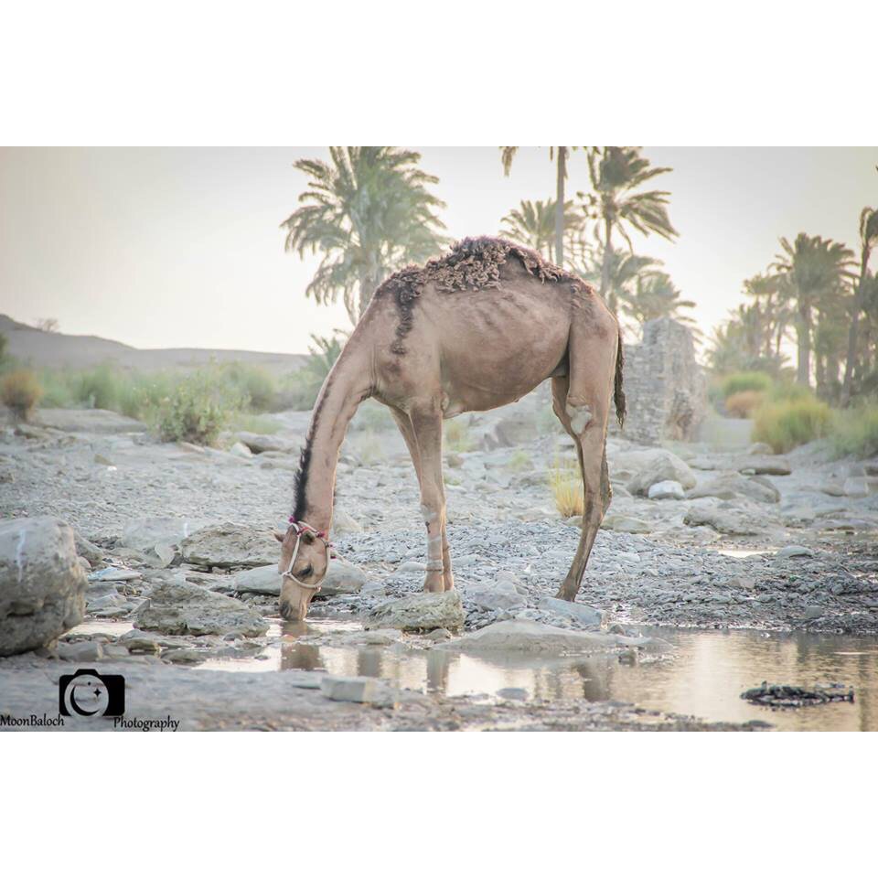 MoonBalushi's tweet photo. A Lovely Camel Drinking water https://t.co/GlMXzkaVCA