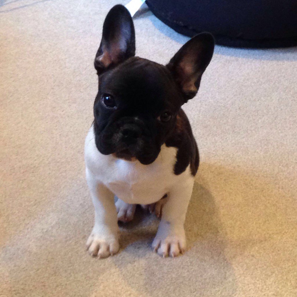 bigdogofdinno's tweet photo. Things to make ya go ahhhhh #puppylove #buzz_birch https://t.co/FY9pmBLVUs