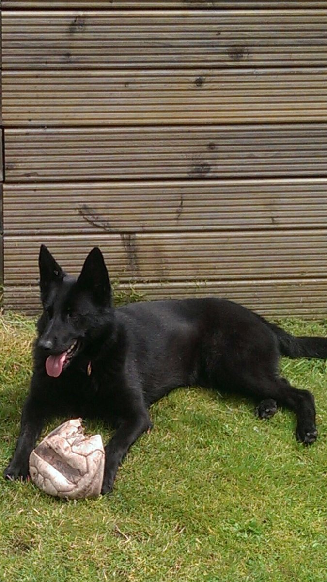 StaffsDogs's tweet photo. #pdPippa tests her skills on detaining subjects with the family โฝ๏ธ #YouWin https://t.co/TxKrAkIxmF