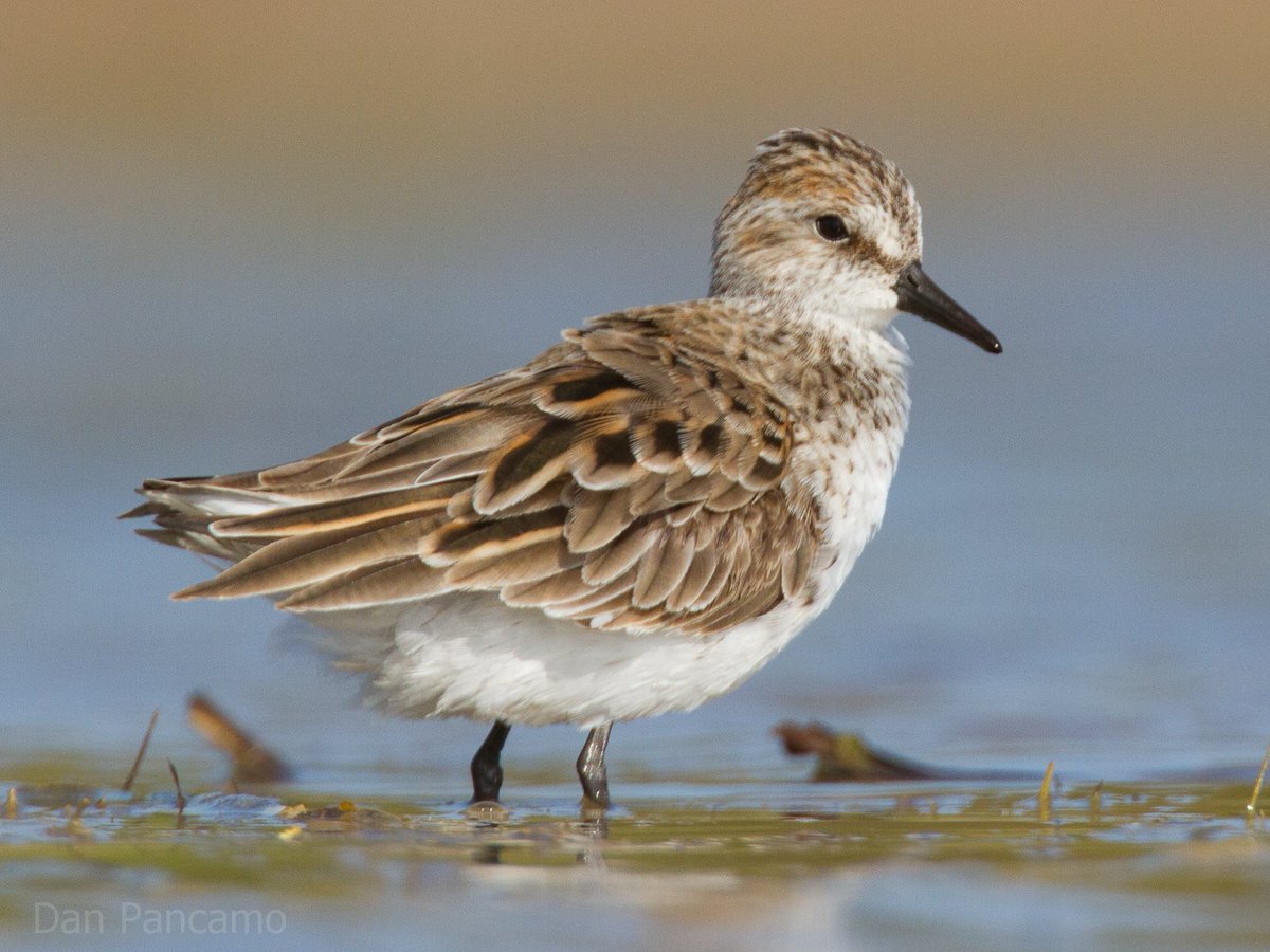 Semipalmated Sandpiper faeces DNA reveals unknown variety in diet: birdwatch.co.uk/channel/newsit…