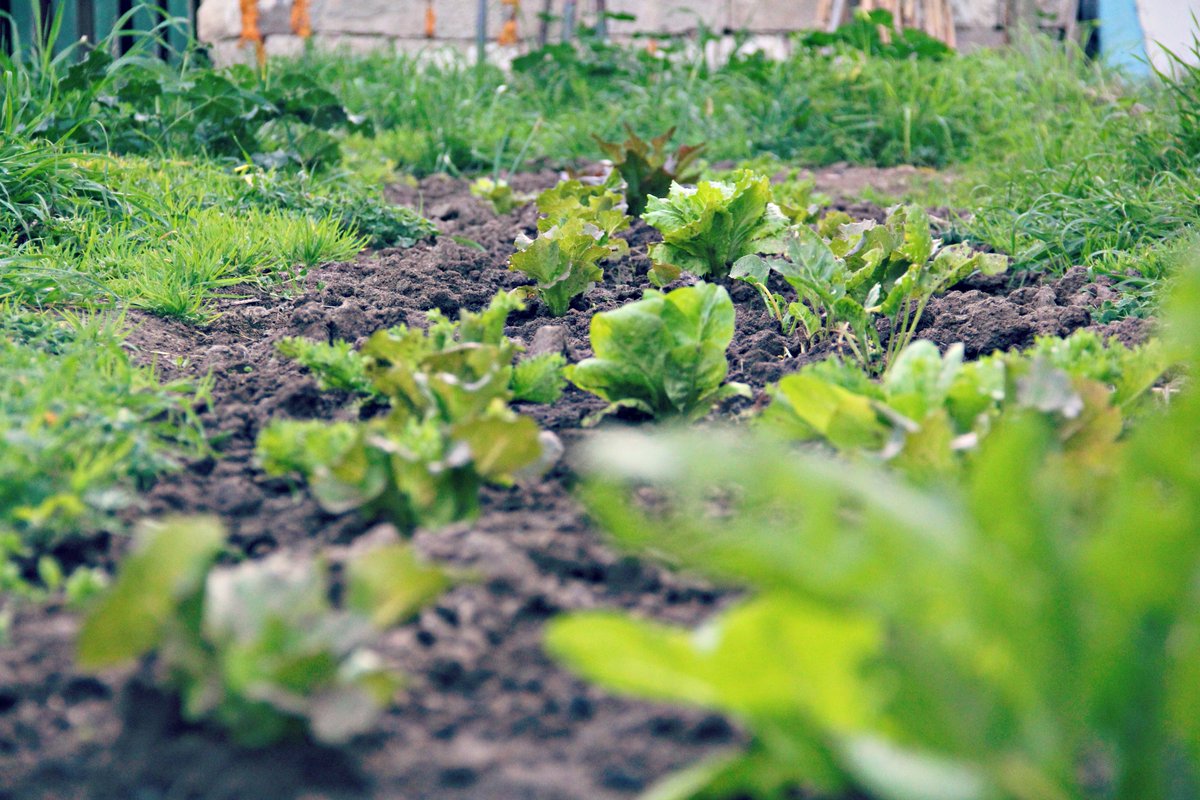 uniondramaband's tweet photo. Come sfruttare il giardino producendosi cibo-bio @vegan @TheVeganSociety 
#vegan #bio #selfsurvival https://t.co/hgvxE7iZD9