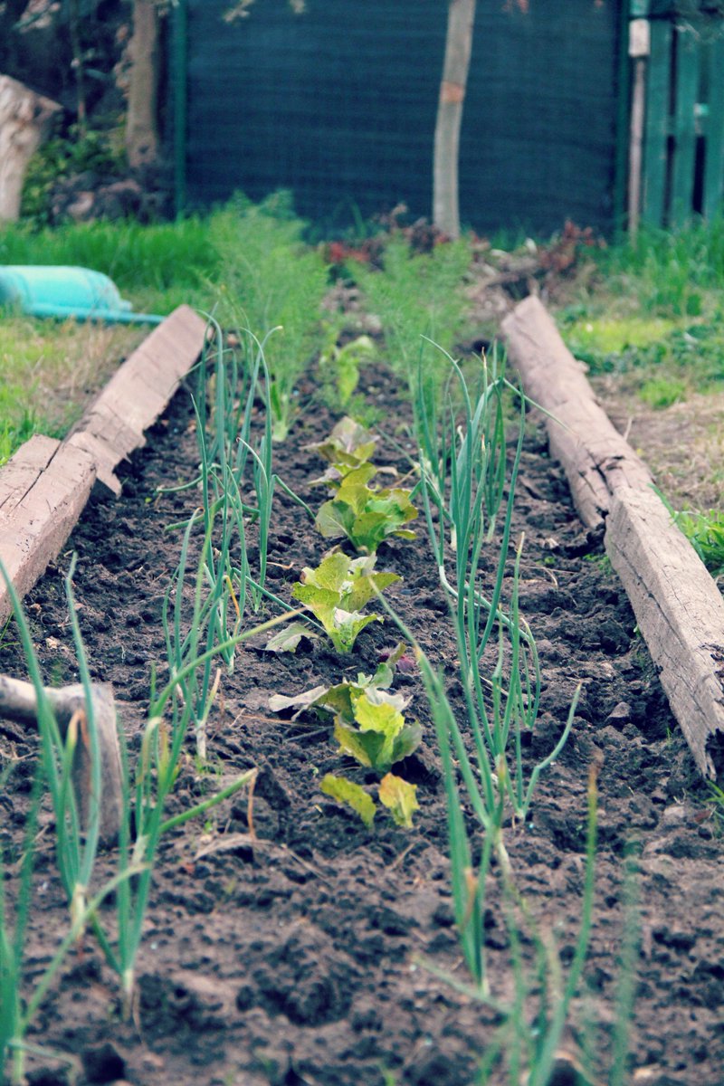 uniondramaband's tweet photo. Come sfruttare il giardino producendosi cibo-bio @vegan @TheVeganSociety 
#vegan #bio #selfsurvival https://t.co/hgvxE7iZD9