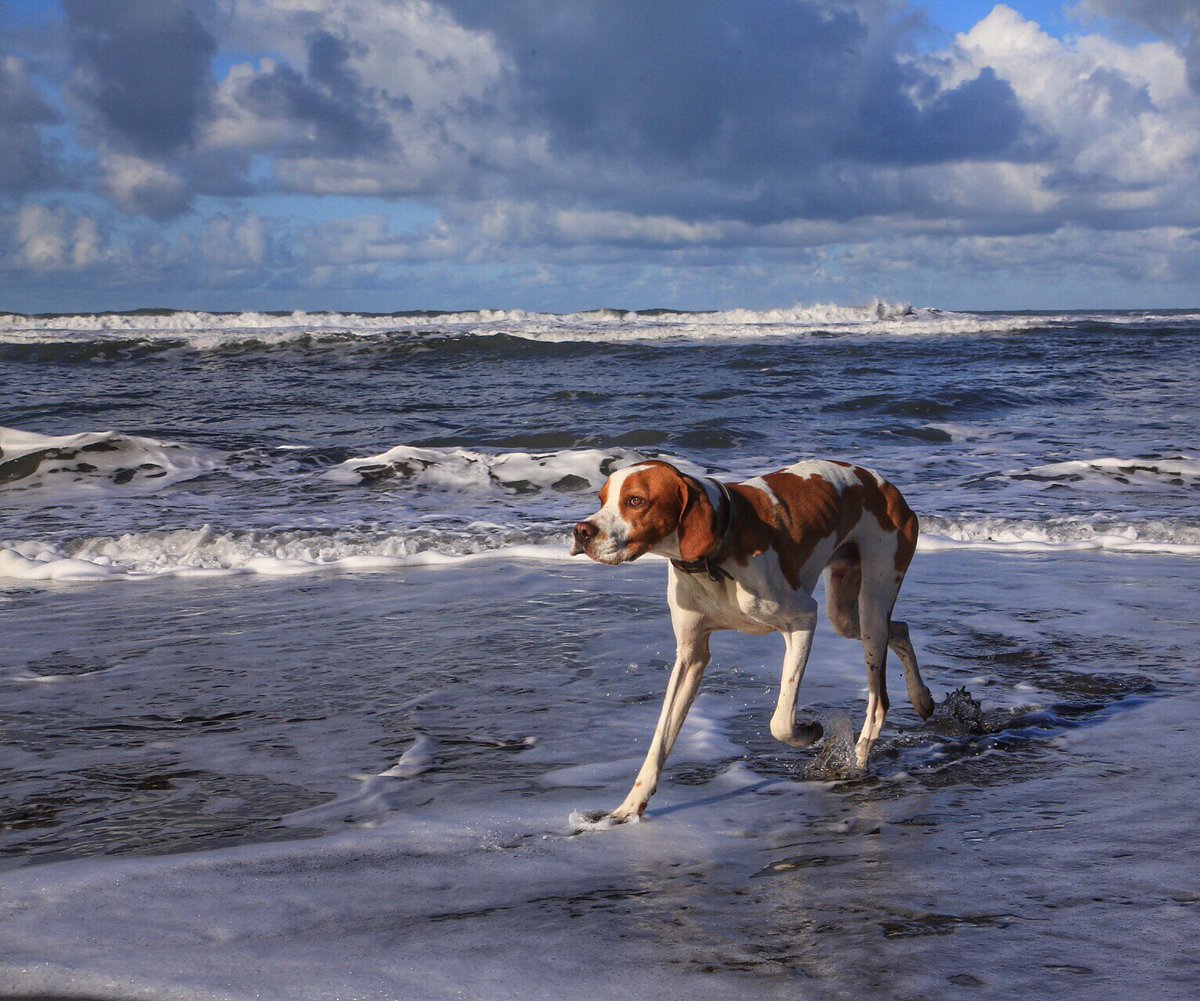 Gurnardfeet's tweet photo. Lovely light on the beach today #stranglesbeach #Cornwall https://t.co/KNasIeISoh