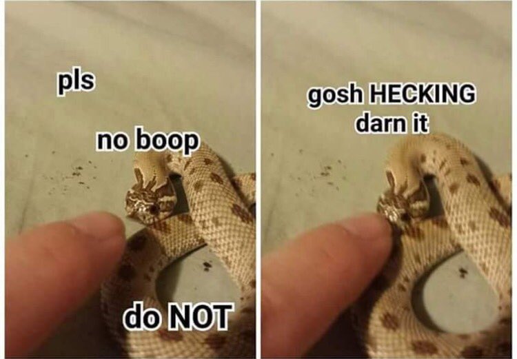 CorruptedLaw's tweet photo. This is snek https://t.co/Gg7FGEBYpo