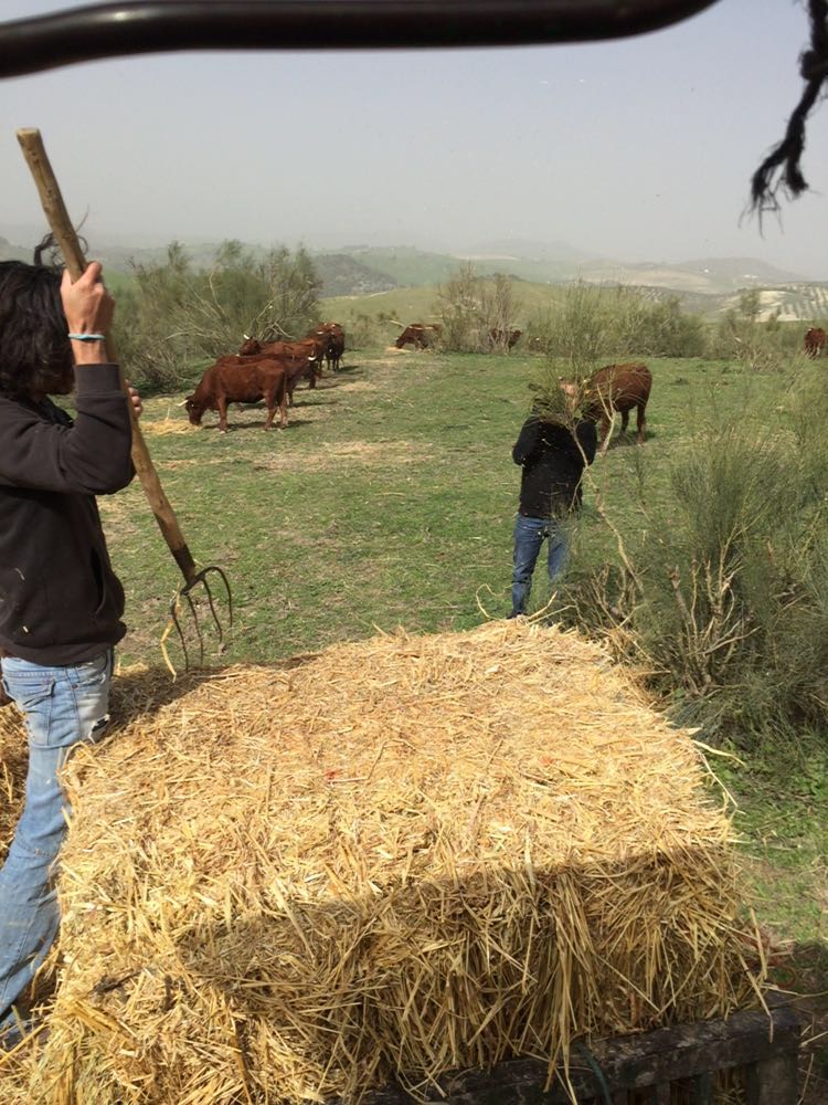 Los compañeros de <a href="/ConsumoCuidado_/">Consumo Cuidado</a> <a href="/LefletInma/">Inma Leflet</a> y Juanma, grabando un repor muy ecológico para @RTVA