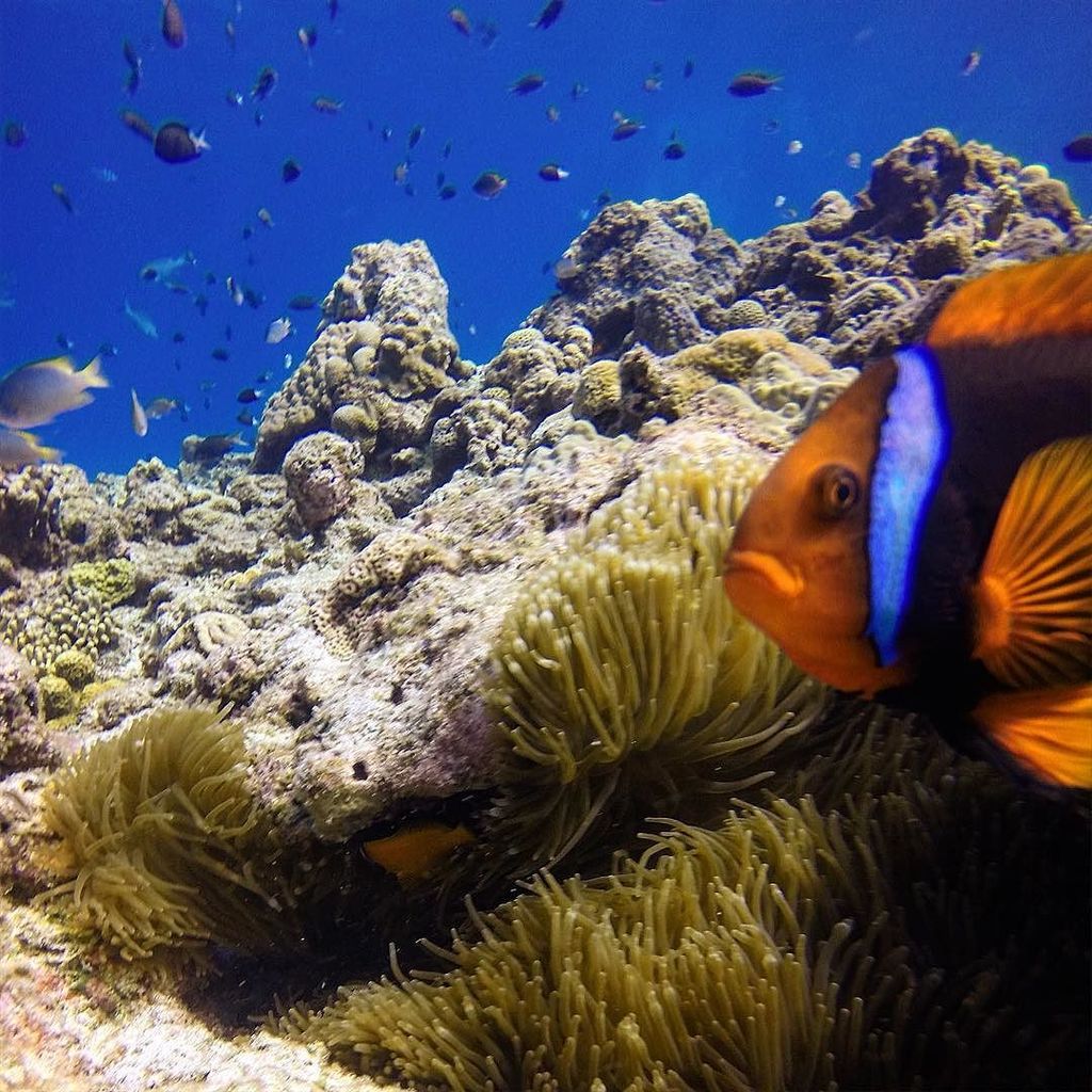 ParadiseCoveStt's tweet photo. marek_919 shares: #anemonefish #gopro #nemo #goprodive #goprohero3plus #naturaldive #dive #naha #scuba #snorkel #u… https://t.co/FqpSK3GSJa