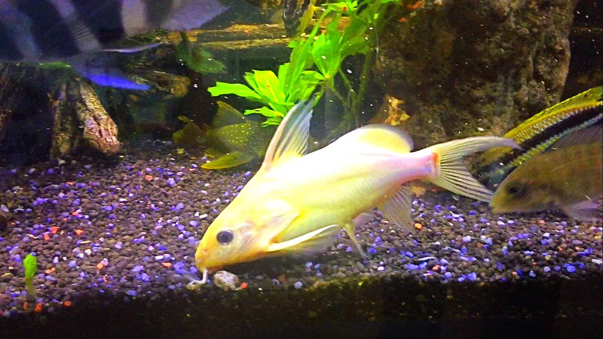 Cichlids51's tweet photo. Synodontis Nigrita Yellow https://t.co/6BT8jNKpG7