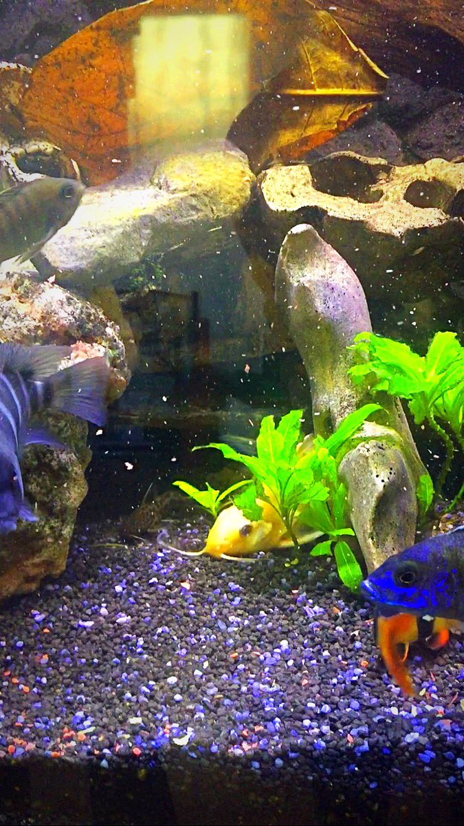 Cichlids51's tweet photo. Synodontis Nigrita Yellow https://t.co/6BT8jNKpG7