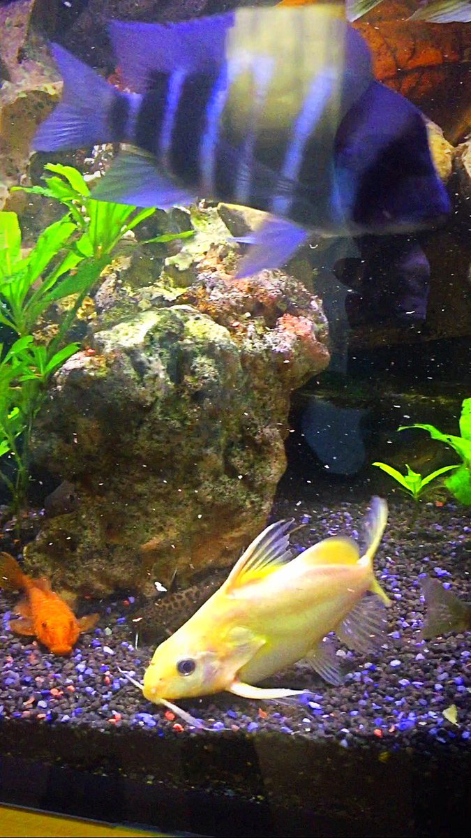 Cichlids51's tweet photo. Synodontis Nigrita Yellow https://t.co/6BT8jNKpG7