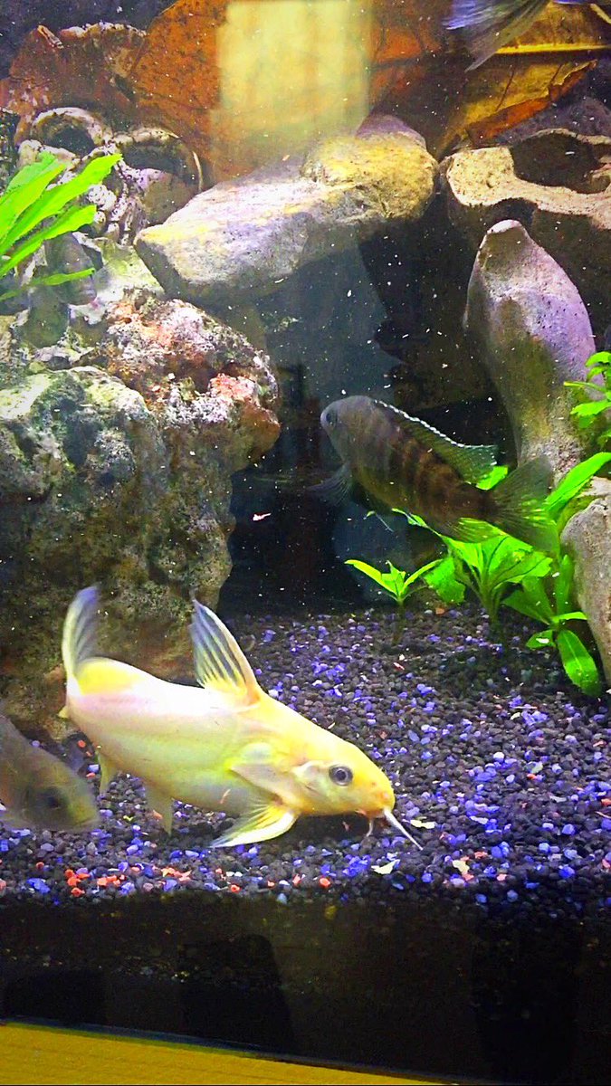 Cichlids51's tweet photo. Synodontis Nigrita Yellow https://t.co/6BT8jNKpG7
