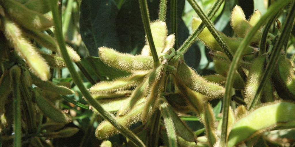 RuthEllenDee's tweet photo. Why You Should Avoid the #Soy! - https://t.co/0p3roybDQS - #GMO #Phytoestrogens https://t.co/zr4FcBjY8J