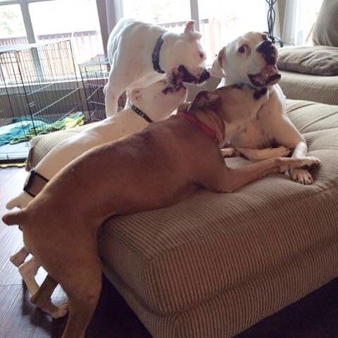 ATXBoxer's tweet photo. Life's one big party when you're in an ABR foster home! Just ask #ABRpearl, #ABRfezzik, #A… https://t.co/wkcfY6lVkI https://t.co/TG5qI82P3P