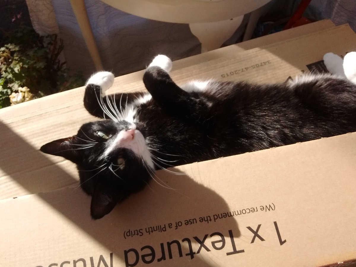 Today I found a rare thing...a sun puddle!   #cats  #sunshinemakesmehappy