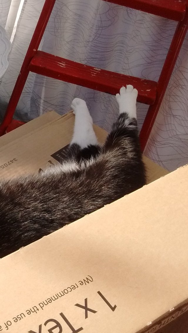 <a href="/tobypusscat/">Toby the Cat</a> I spy some reallllly cute toes Toby