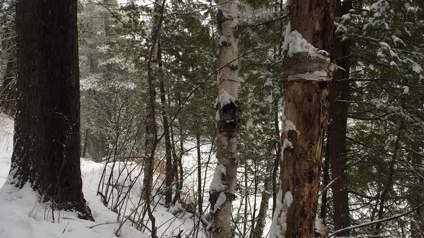 duluthdotcom's tweet image. Winter is not yet over. Check out our suggestions to make the most of these final weeks. bit.ly/1XKRamu