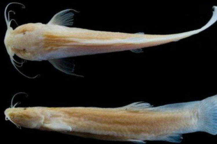 correio's tweet image. Por causa de peixe raro, gruta goiana deve se tornar Monumento Natural goo.gl/5gfVN4