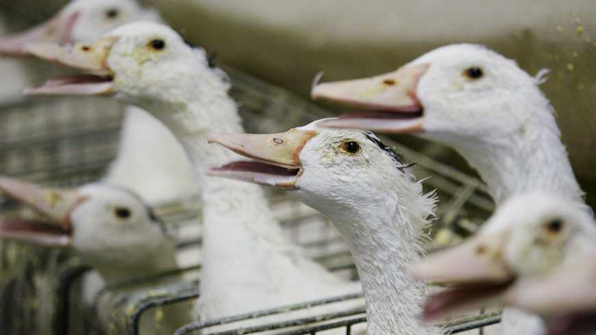 #GrippeAviaire : deux nouveaux cas en #Dordogne, dont un dans un élevage déjà touché francebleu.fr/infos/agricult…