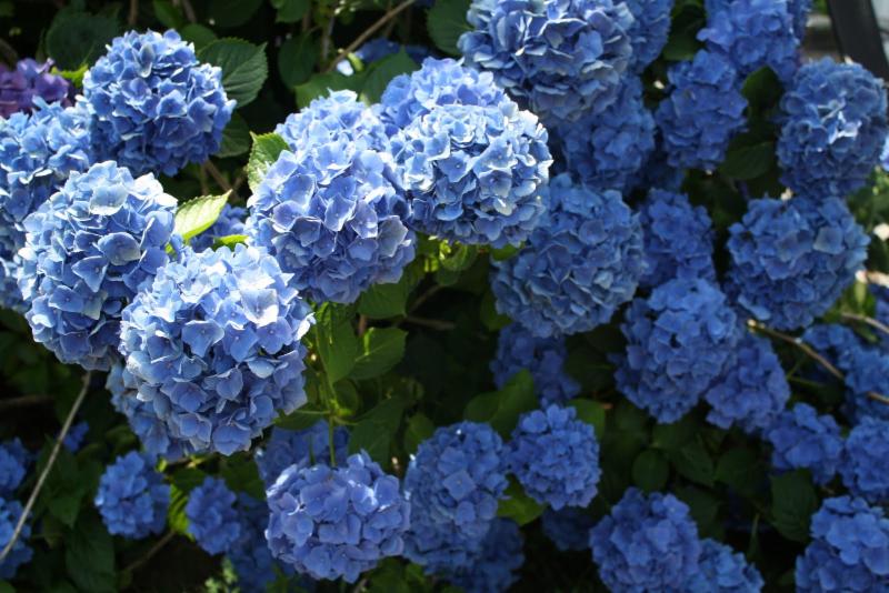 CabarrusCE's tweet photo. Last day to order plants! https://t.co/mEtluYZIz2 https://t.co/41DmX5X5EP