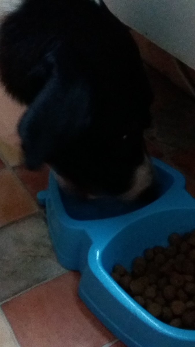 SunsPeka's tweet photo. #DrinkReport some good-old fashioned water this afternoon @Sp4zie woof! /PekaTheDog https://t.co/qBrEvF7YcX