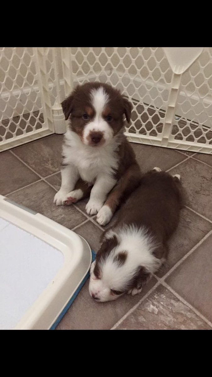 Devin12346's tweet photo. One more week and I get to bring this stud home..... https://t.co/J5bwT6oyr1