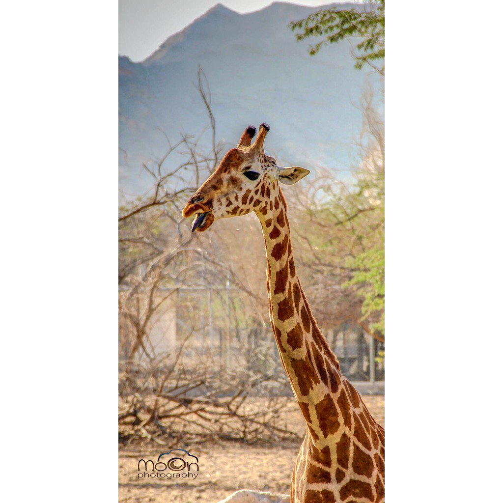 MoonBalushi's tweet photo. Giraffa at #Alainzoo#Animals #photography #By MoonAlBalushi #Baloch#Cute https://t.co/ejAo32sNg7