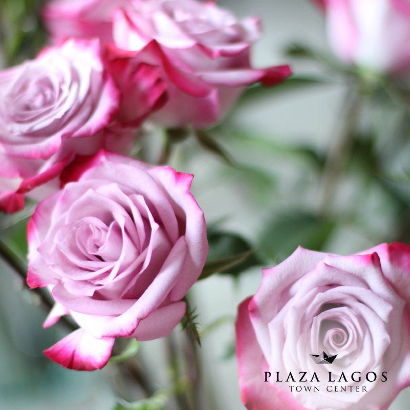 PlazaLagos's tweet photo. El mejor detalle es el que no se espera. Regálale una hermosa flor de #StudioFlora. https://t.co/TUqHX9E2xe