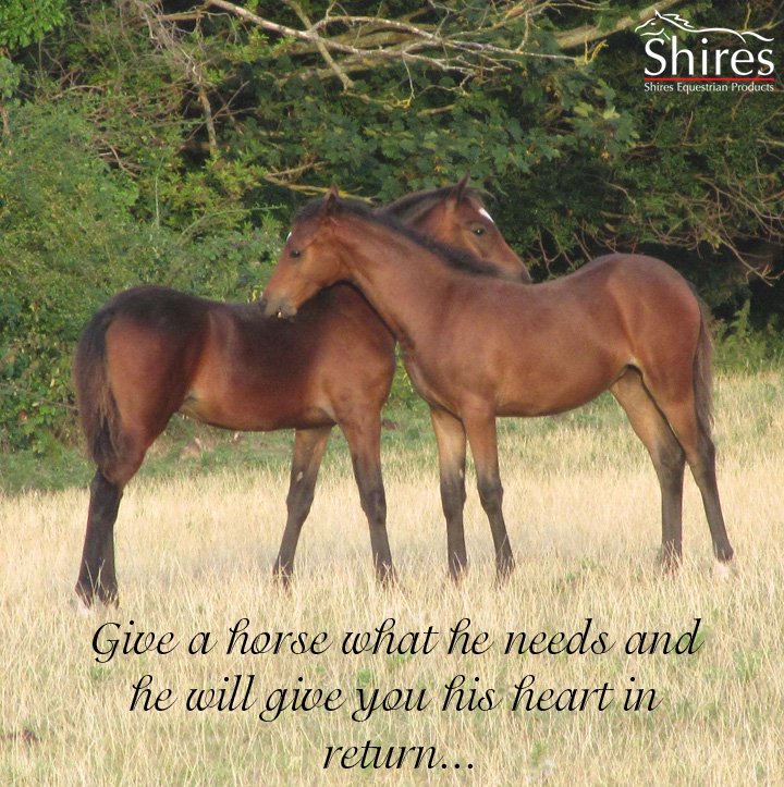 Shires1's tweet image. #QuoteOfTheWeek