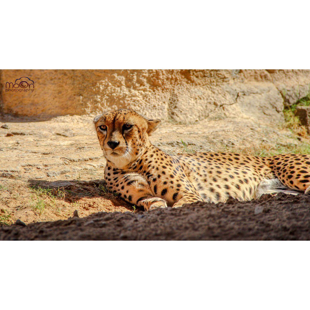 MoonBalushi's tweet photo. #Alainzoo #cheetah#lovelycut#Balochphotography#photography # https://t.co/VdVB79NwBX
