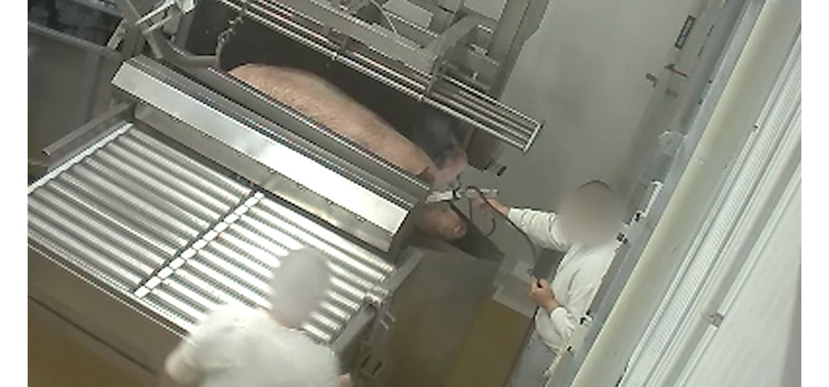 GQ_France's tweet photo. Abattoir : une nouvelle vidéo choc dénonce les souffrances des animaux https://t.co/0QmDVKPfO8 https://t.co/9a15aEdmJr