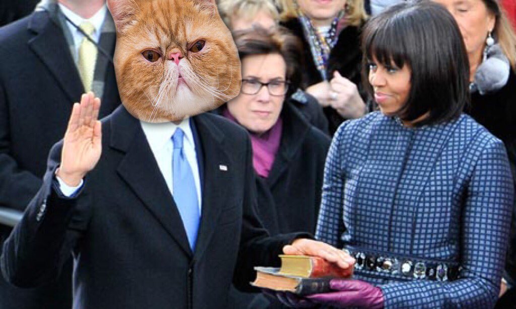 Randy the Cat (@RealRandyTheCat) / Posts / X