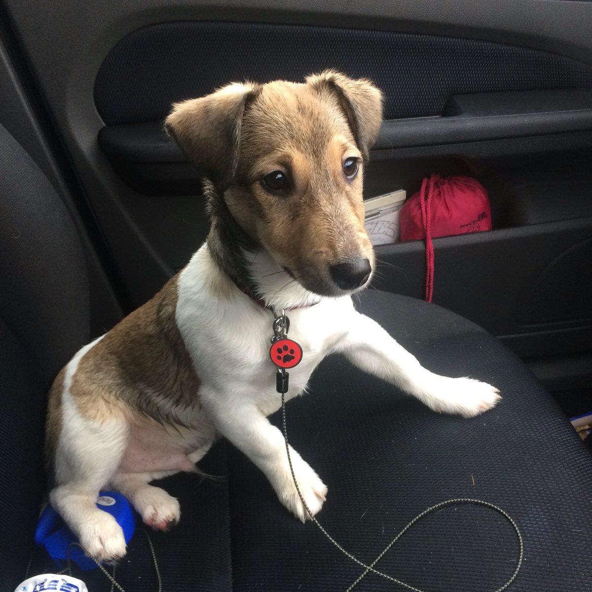 RonaMorrison21's tweet photo. My beautiful wee boy all ready for his walk to the castle grounds yesterday 🐶 #Alfie https://t.co/kKXQZfCQf8