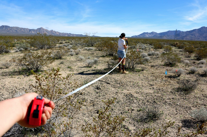 YorkUScientists's tweet photo. #plant - #pollinator interactions in the Mojave Desert are @allyruttan 's specialty https://t.co/iONHcKgS83