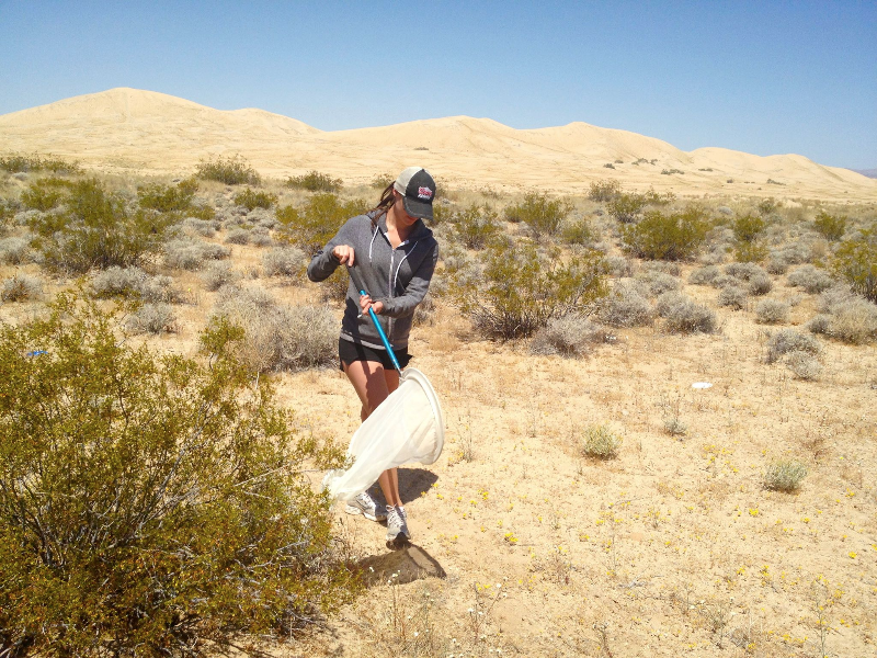 YorkUScientists's tweet photo. #plant - #pollinator interactions in the Mojave Desert are @allyruttan 's specialty https://t.co/iONHcKgS83