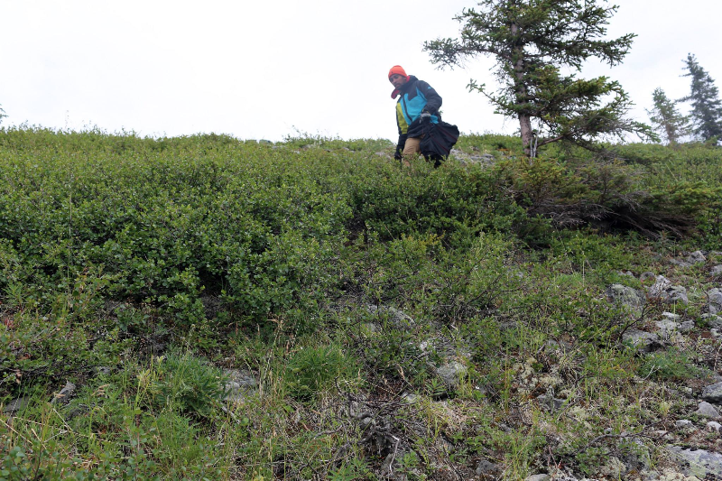 YorkUScientists's tweet photo. #plant - #animal interactions are studied by @chimpfrenzy in #alpine and #arid systems https://t.co/WFAgqCY1dv