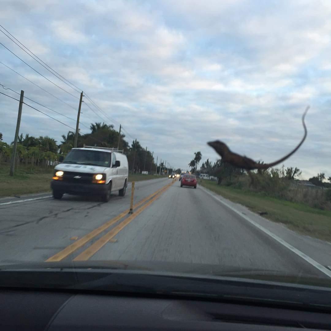 Quien dijo q los Dinosaurios no existen, pq los efectos están brutales sólo es un lagartijo en el cristal jajajaja