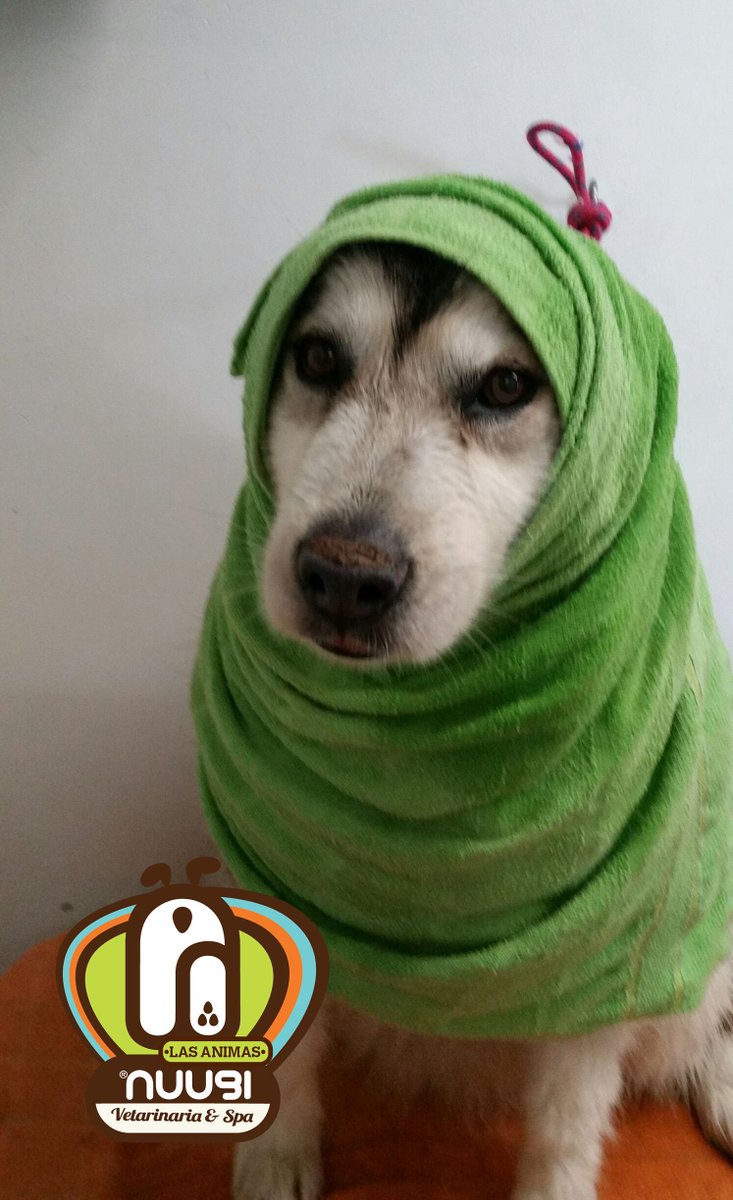 Nuugi's tweet photo. Recien salido del baño!!! Buenos días a todos https://t.co/O3mNNgHqvR