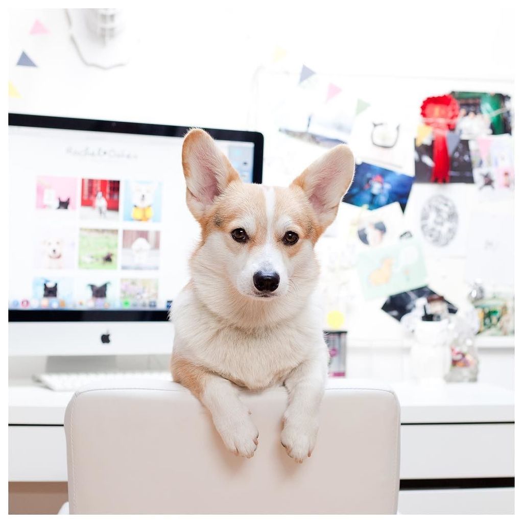 winnythecorgi's tweet photo. Working like a dog... mainly sleeping, eating and demanding belly rubs #IsItSnackTimeYet 🍪 https://t.co/m5axnimvTi https://t.co/koi7pC1V21